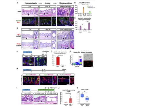 New Article in Cell: Long-Term Culture Captures Injury-Repair Cycles of Colonic Stem Cells
