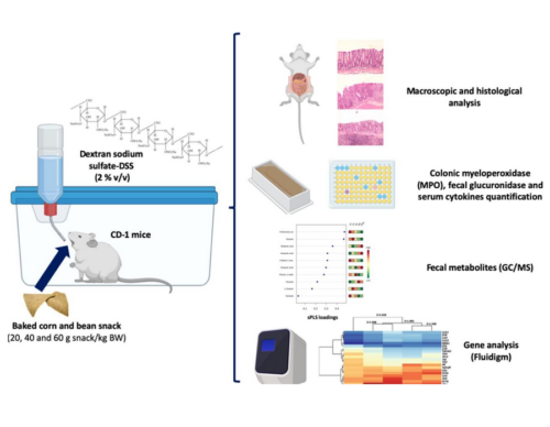 A new study in Food Research International shows that baked corn and bean snack reduces chronic colitis inflammation