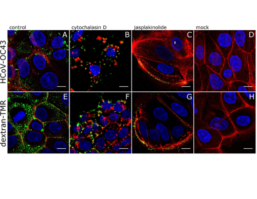 Dextran derivatives in coronavirus and other respiratory viral infection research