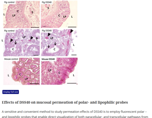 Nuclear targeting is one way whereby DSS exerts its inflammatory action
