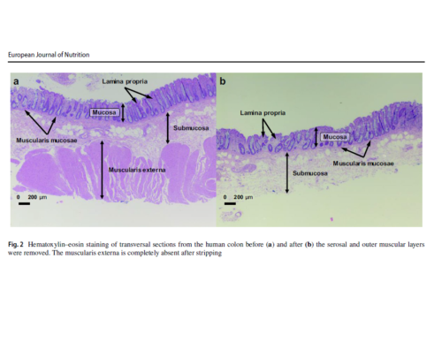 European Journal Nut