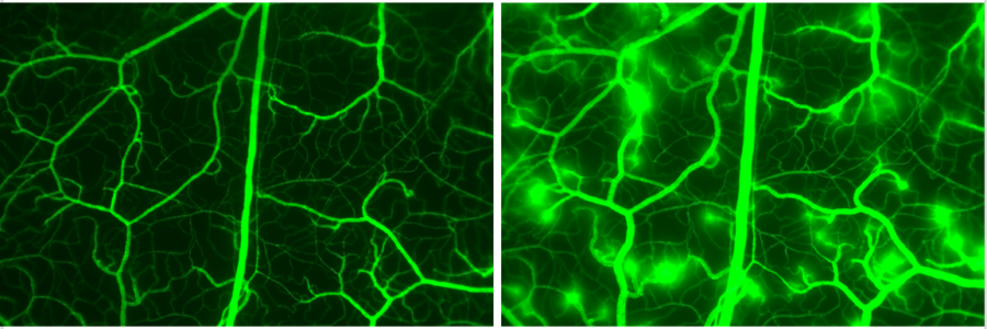 Molecular weight considerations