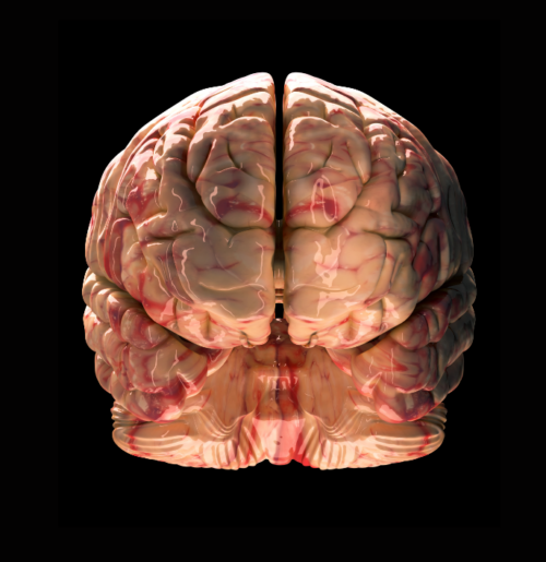 FITC-Dextran and TRITC-Dextran: Essential Tools for Blood-Brain Barrier Research