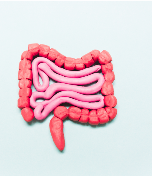 Mechanism of Colitis induction by Dextran Sodium Sulfate (DSS) in animal models
